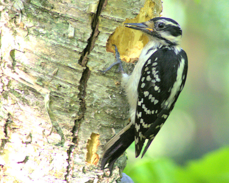 Downey woodpecker- female