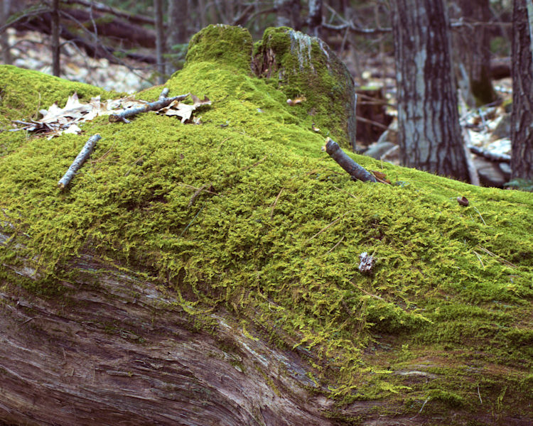 Moss on the log