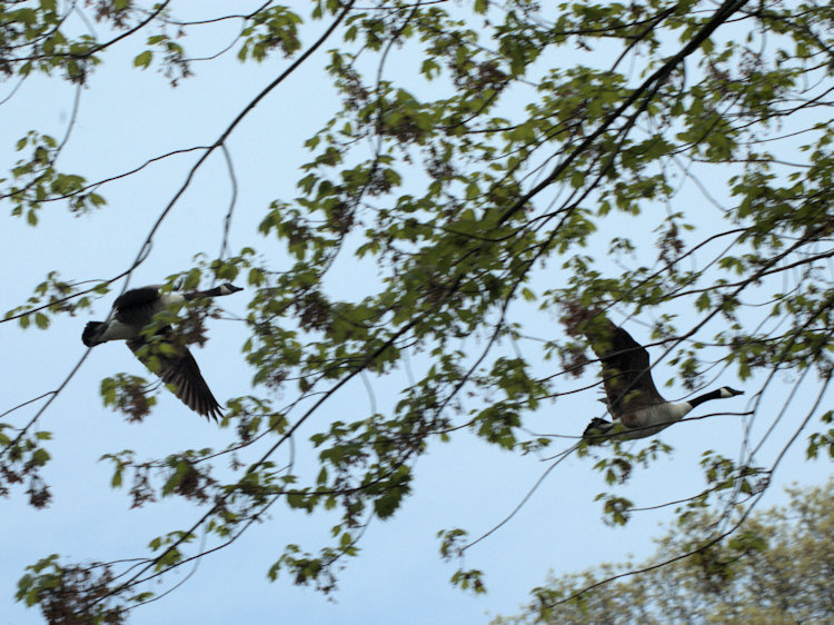 Canada geese take off behind the trees