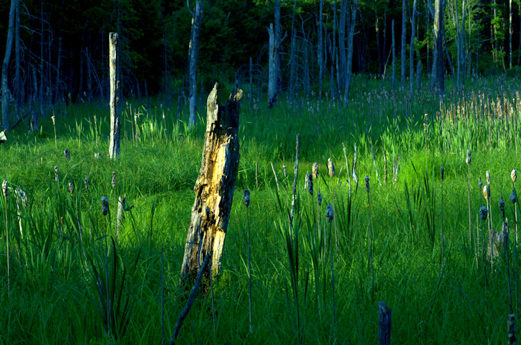 Beaver bog at start of summer