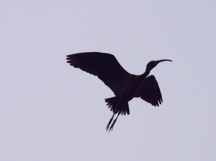 Glossy ibis in flight