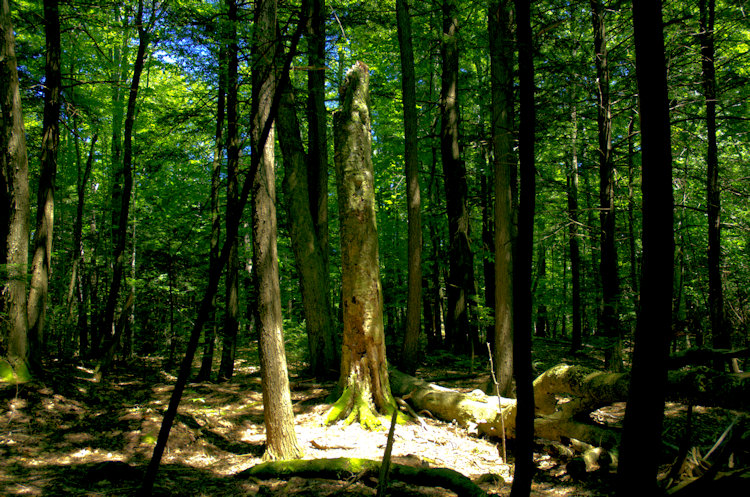 Smithfield plantation tree