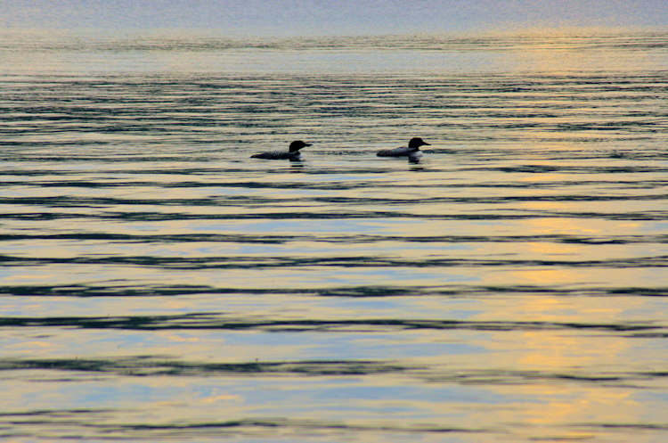 Loons on Woodbury pond