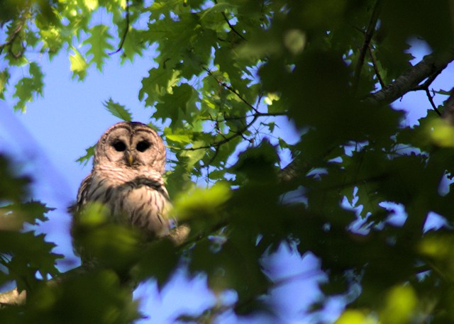 Barry the barred owl