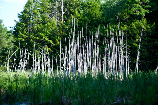 D81_1441t_150703_136