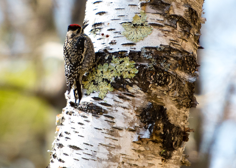 D81_2864_20160416_084x_160416