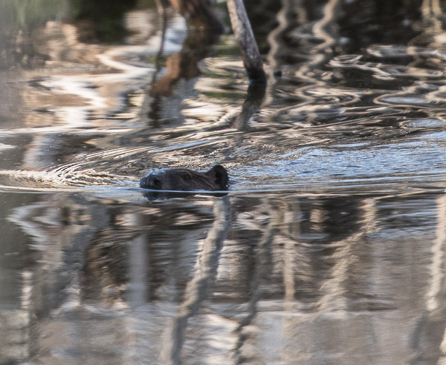 D81_2963_20160511_183x_160511