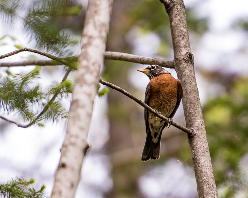 d81_3061_20160521_281x_160521