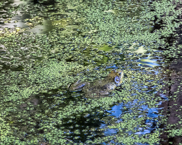 frog man 2 image 459