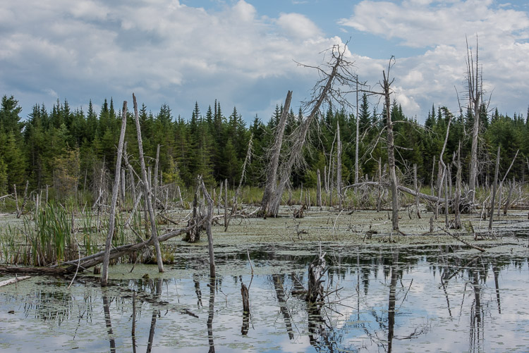 Maine bog d81_3635_20160716_491x