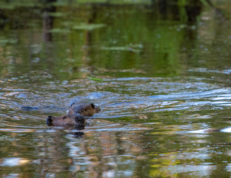 beaver pair d81_3718_20160802_574x_160802