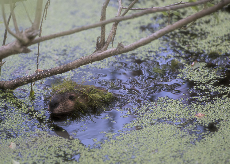 beaver in the bog d81_3737_20160802_593x_16080