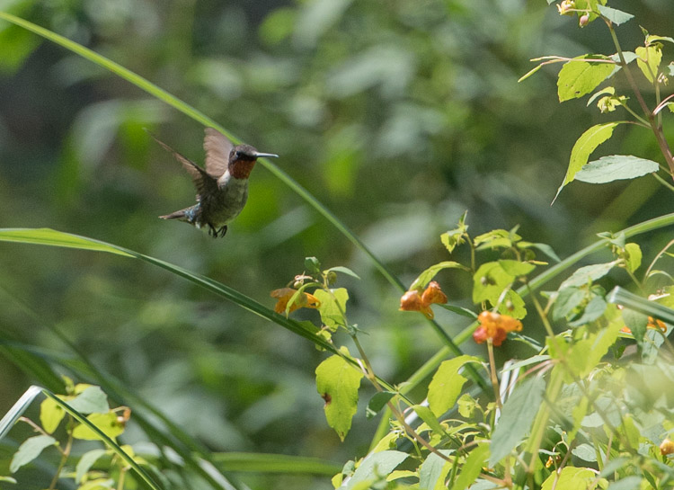 Hummingbird d81_3758_20160821_614x