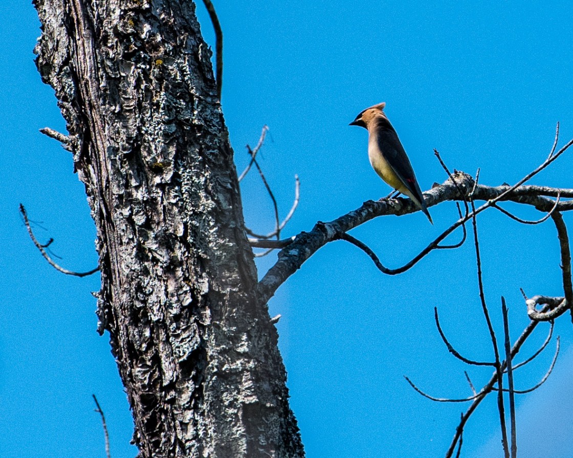 Cedar waxwing at the bog 20160821_636x
