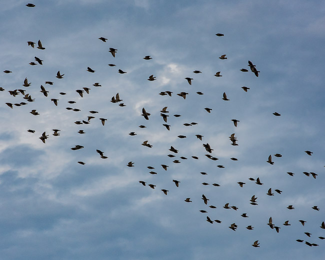 flock of birds d81_4074_20160918_746x