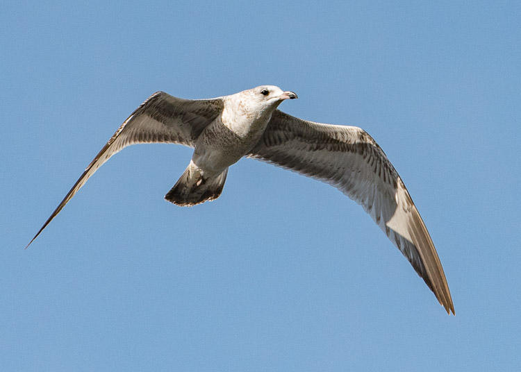 Herring gull maybe d81_4121_20160922_793x