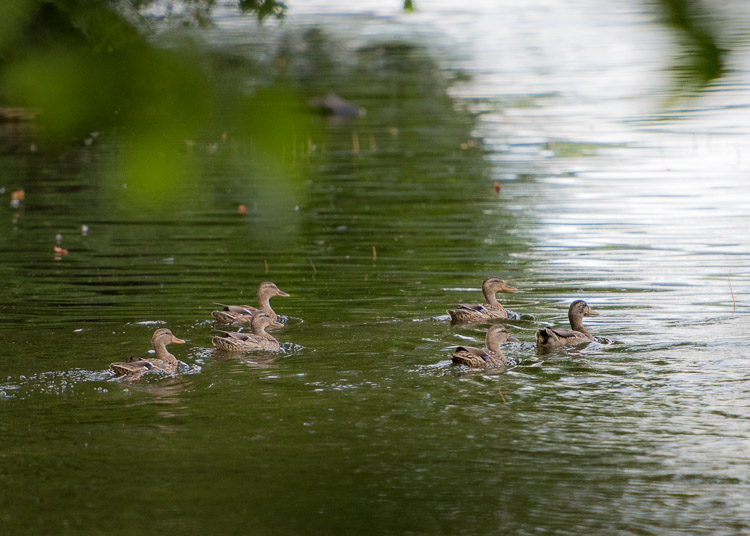 meandering ducks 20160922_777x