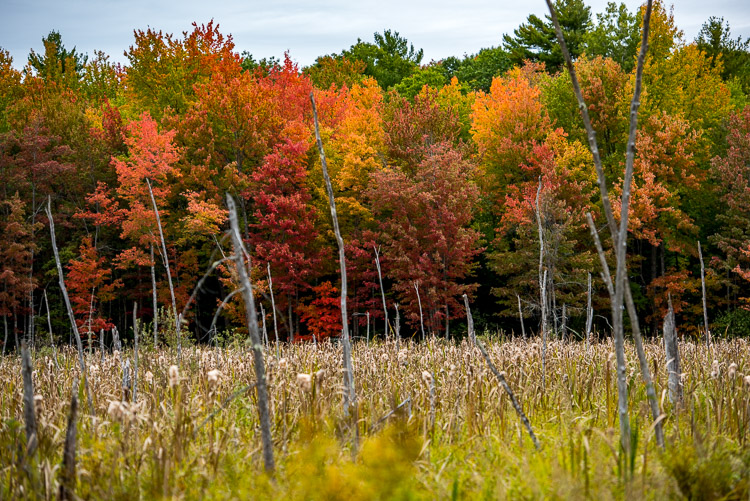 Fall colors on the bog_d81_4173_20161001_845x