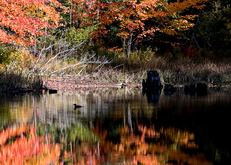 hooded merganser d81_4265_2016101524z