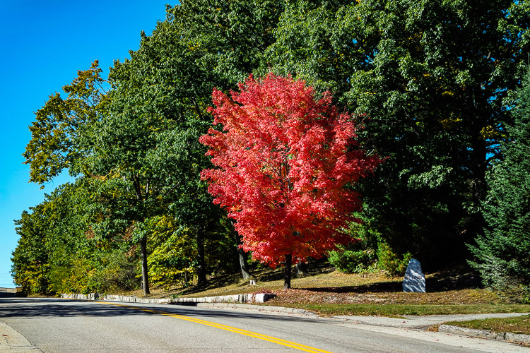 Mt Vernon cemetry tree_20160906_0021z