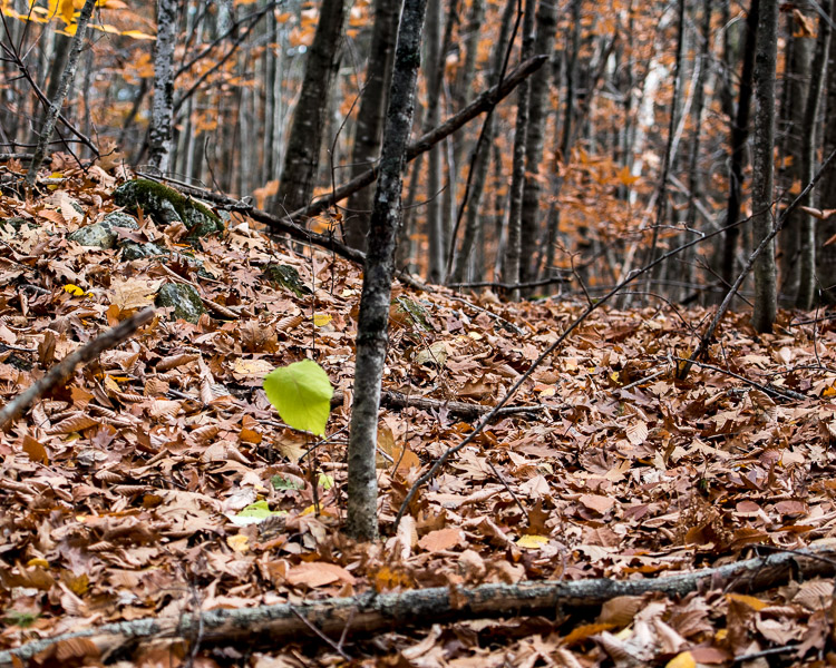 d81_4432_20161111134z