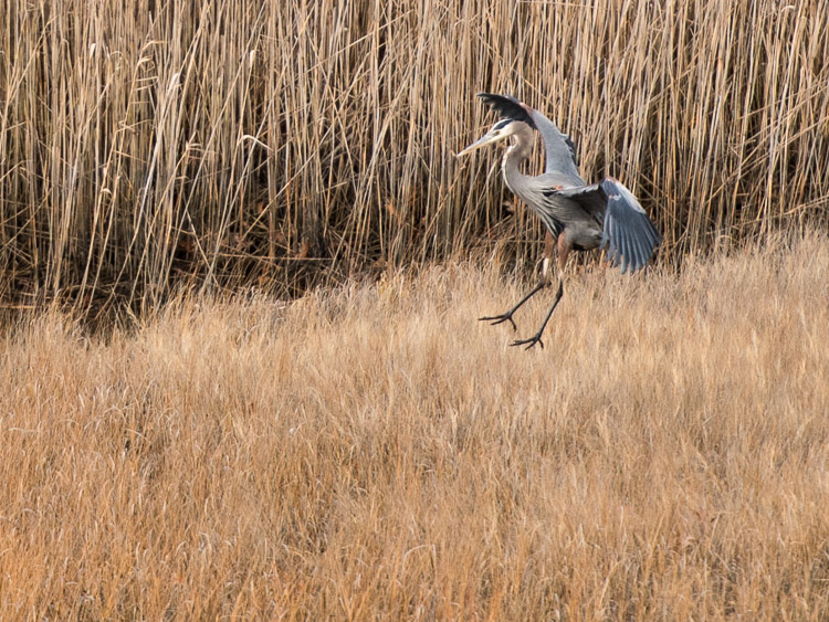 Heron_marsh_d81_0114704z