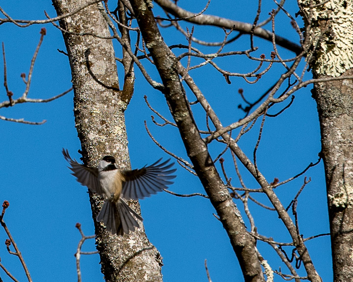 black capped chickadee d81_4494__161204