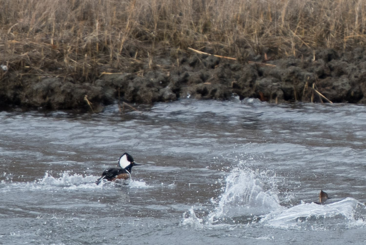hooded_merganser d81_4715_q