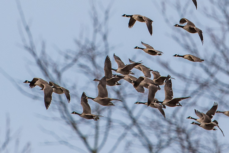 canada_geese_d81_4760_z