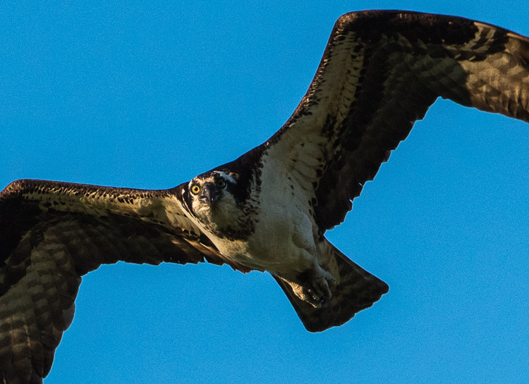 osprey d81hp_20160625_536z