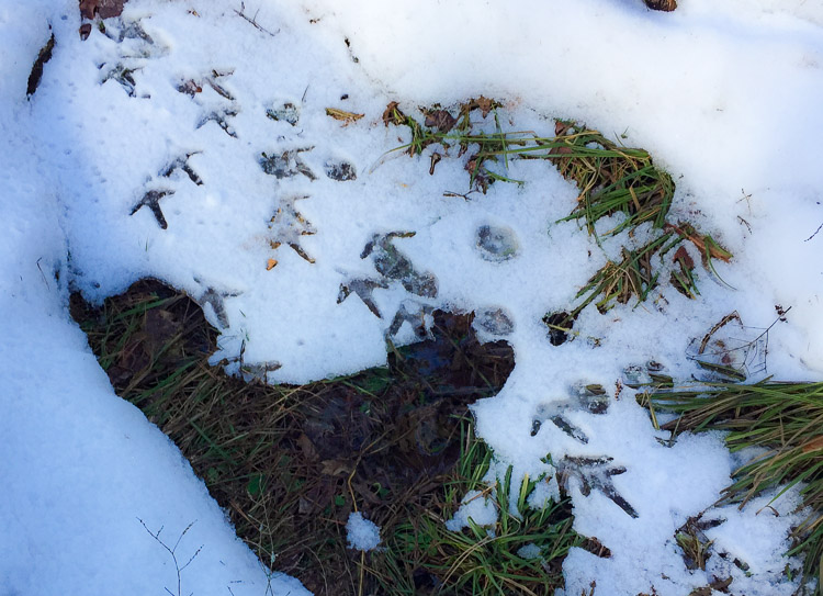 turkey_tracks_iphnimg_3372z