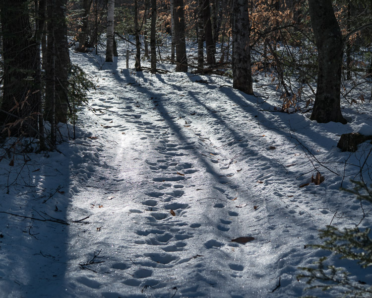trail_tracks_sam_01172017_0503z