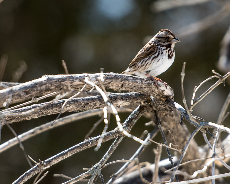 sparrow_d81_0384_150405