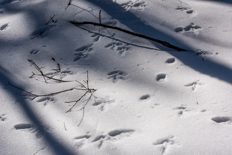 tracks_of_snow_d81_4836__170206