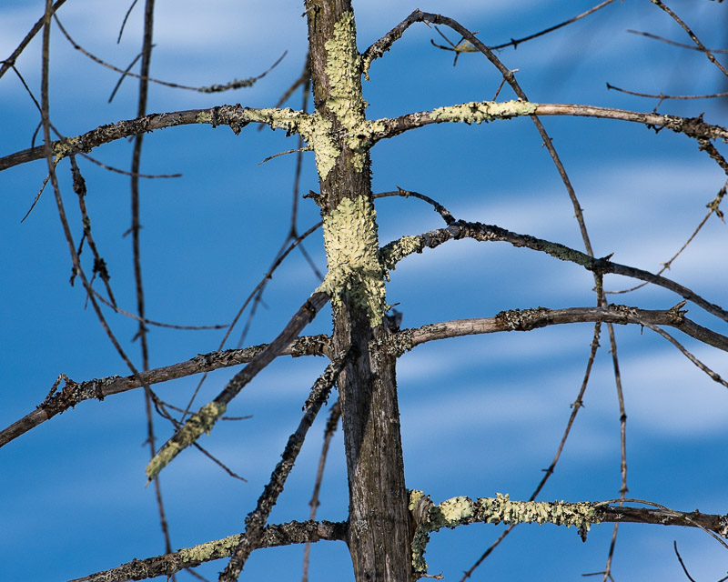 Moss_on_tree_d81_4864__170218