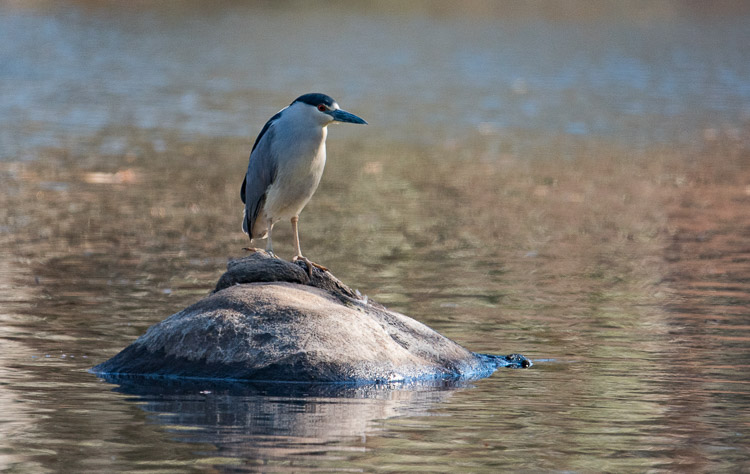 black capped night heron d81_D81_5100_z