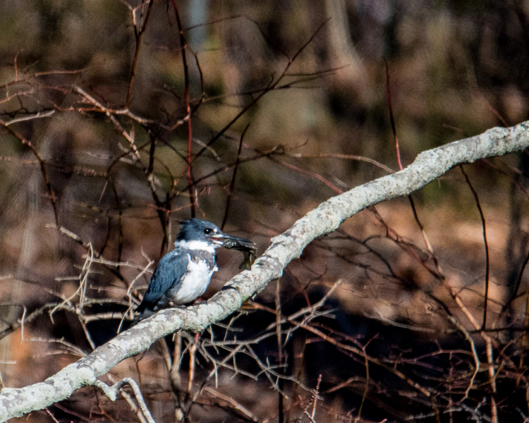 belted kingfisher d81_D81_5110_z