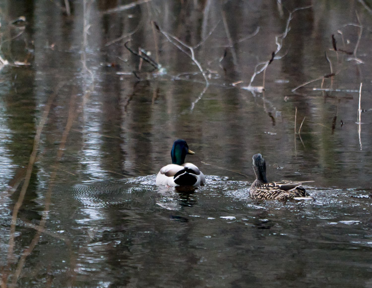mallards on cruise 04110298z