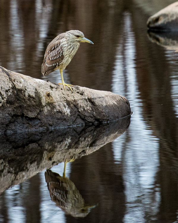 young night heron D81_5295_z
