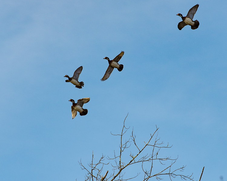 wood ducks in flight D81_5335_z