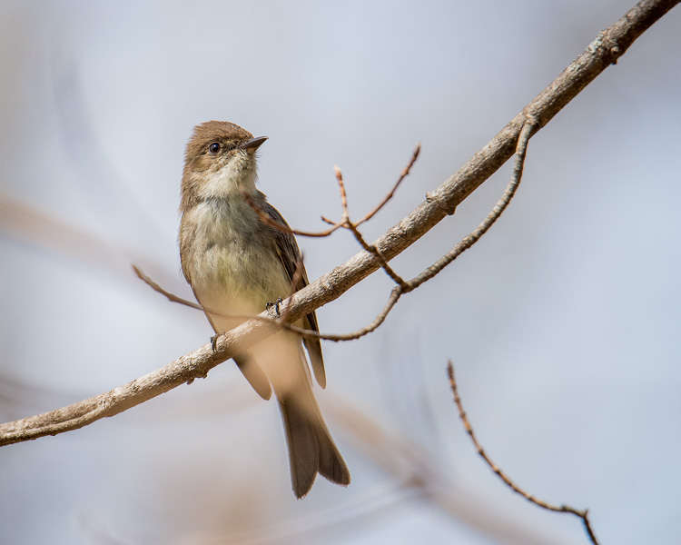 Eastern phoebe D81_5348_z