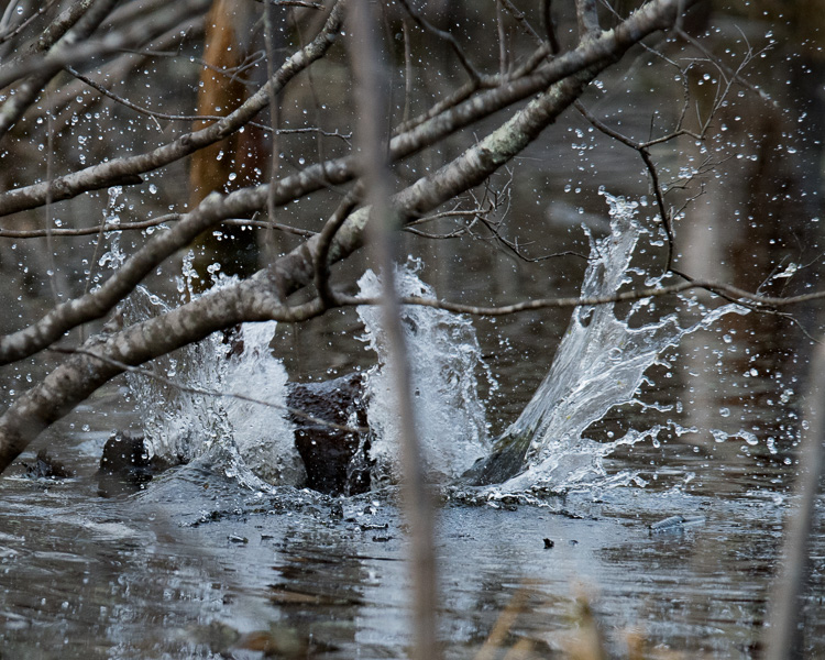 beaver tail slap D81_5379_z