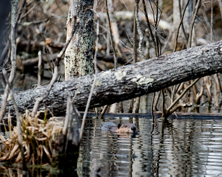 beaver in the bog D81_5383_z