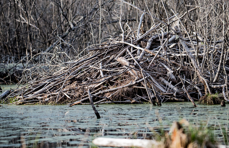 beaver den D81_5465_z