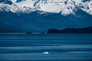 alaska iceberg Endicott arm