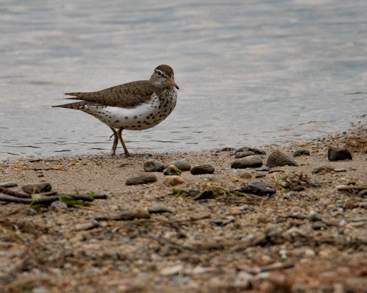 Spotted sandpiper D81_6314_z