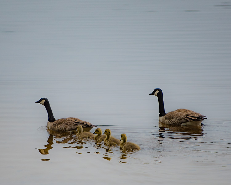 Canada geese family D81_6382_z