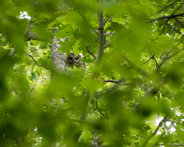 Barred owl D81_6510_z