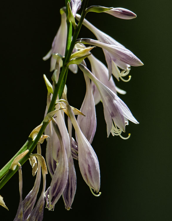 Hosta summer buds D7K_7458_z