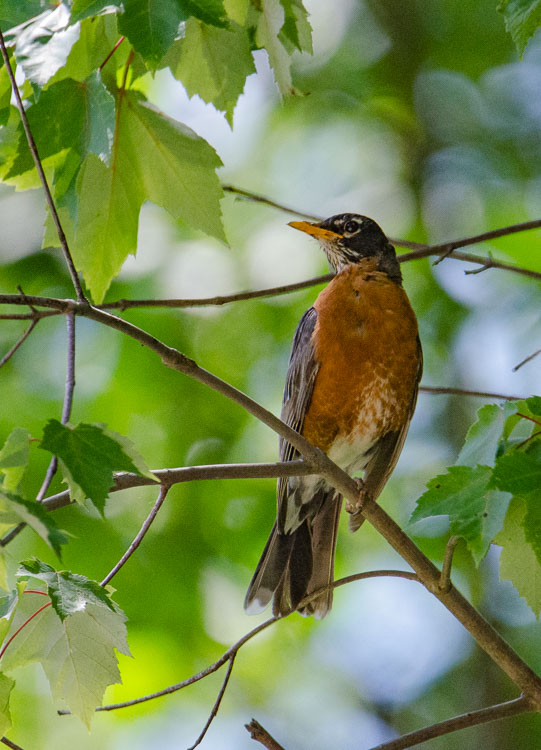 Family robin D7K_7468_z